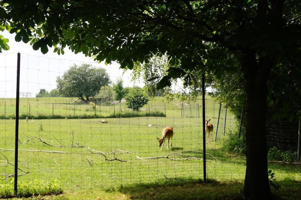Idylisches Mit Reh Holiday home Worthsee