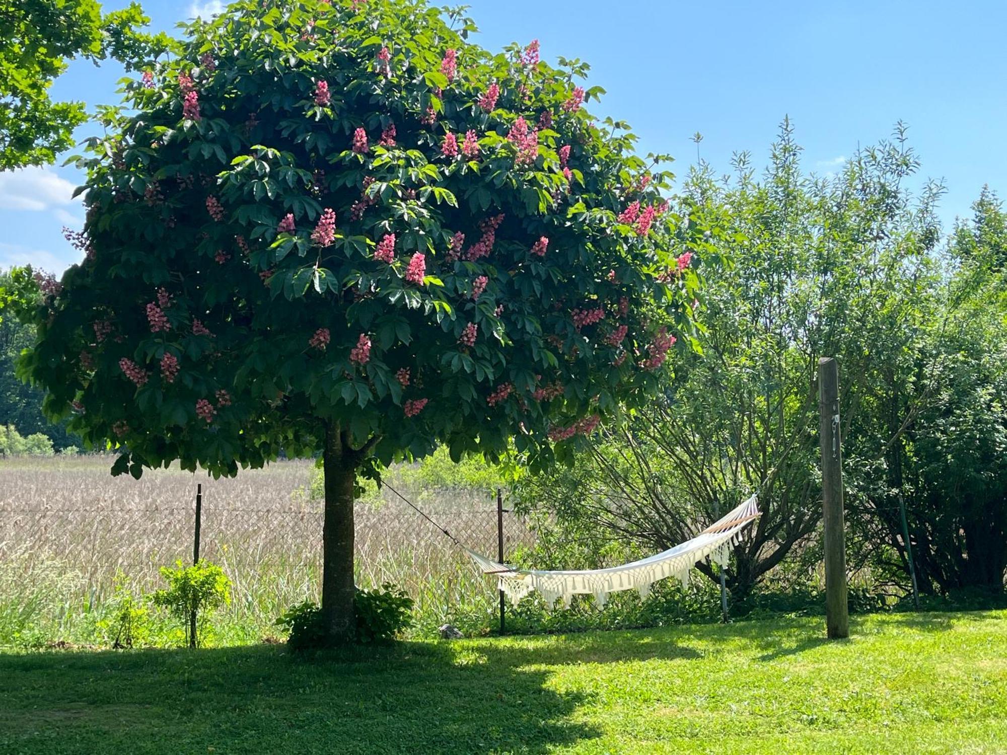 Idylisches Mit Reh * Worthsee